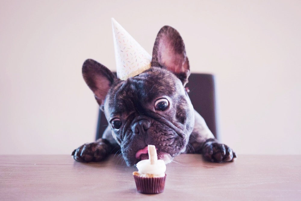 5 Steps for the Ultimate Dog Birthday Bash