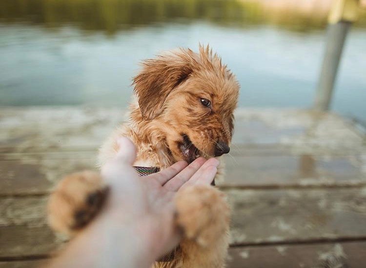 The Essential New Puppy Checklist