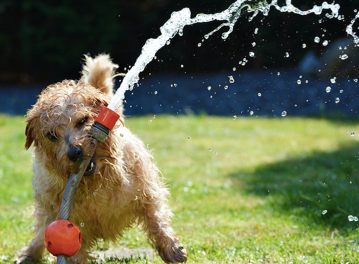 TOP 10 SUMMER ACTIVITIES WITH YOUR PUP