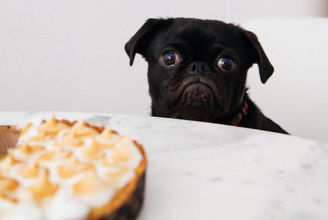 THANKSGIVING FOODS THAT ARE HAZARDOUS TO DOGS