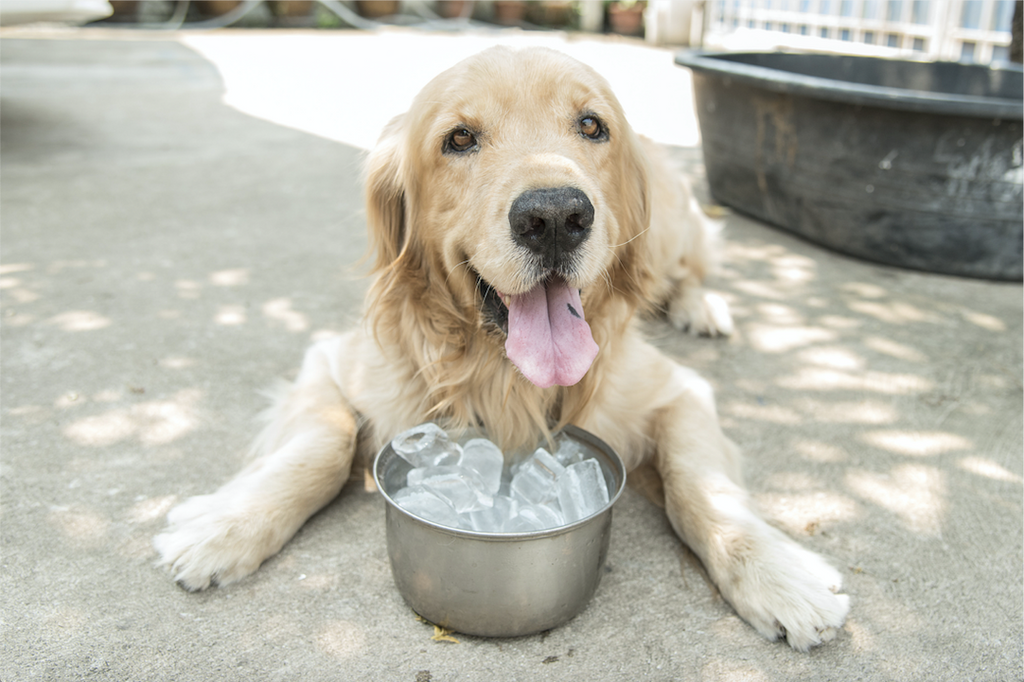 5 Summer Essentials Your Pup Can't Live Without