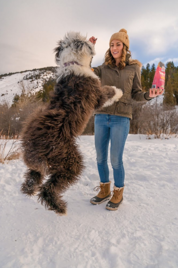 Embracing the Chill: Keeping Your Dog Active this Winter