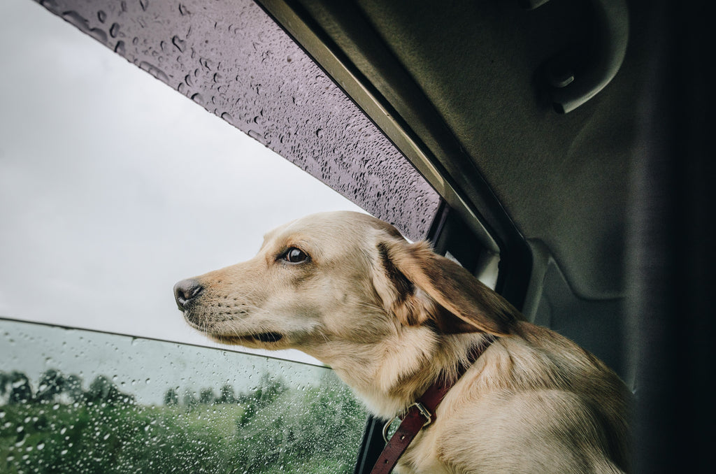 5 TRAVEL TIPS FOR DOGS