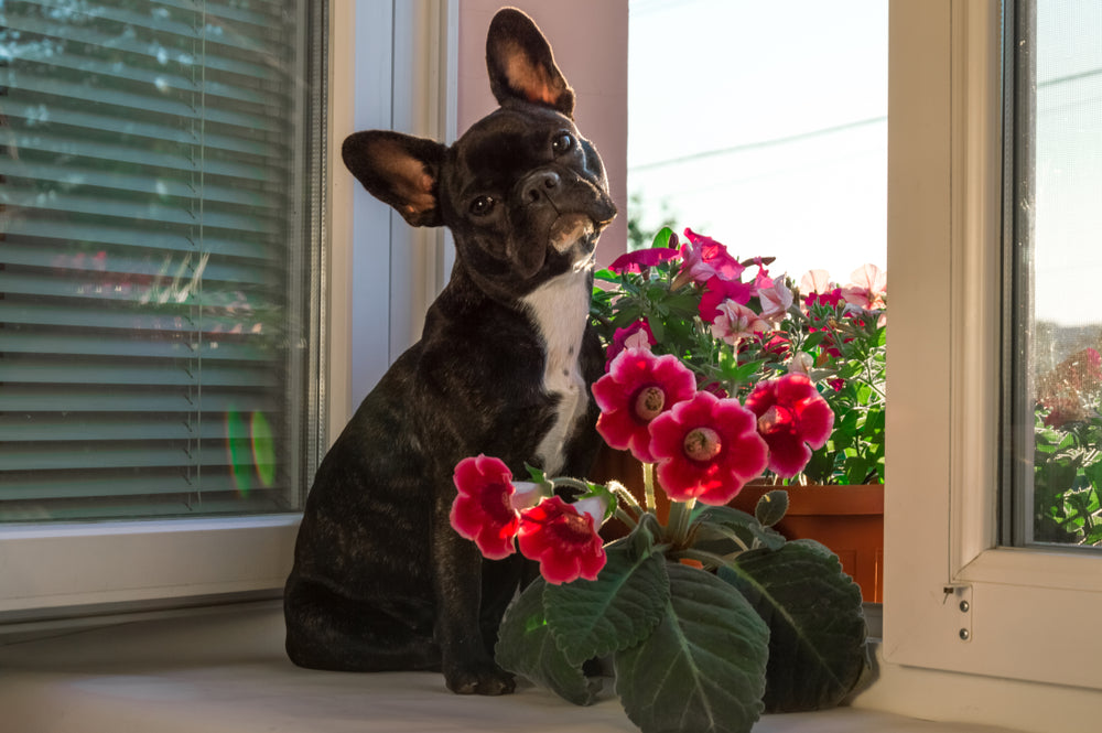 12 Plants to Keep Away From Your Pets This Summer