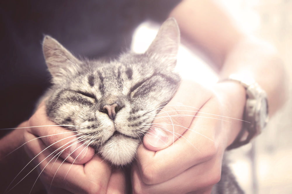 10 Surprising Ways Your Cat Shows Affection