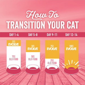 How to transition your cat