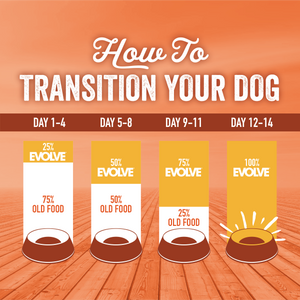 how to transition your dog's food