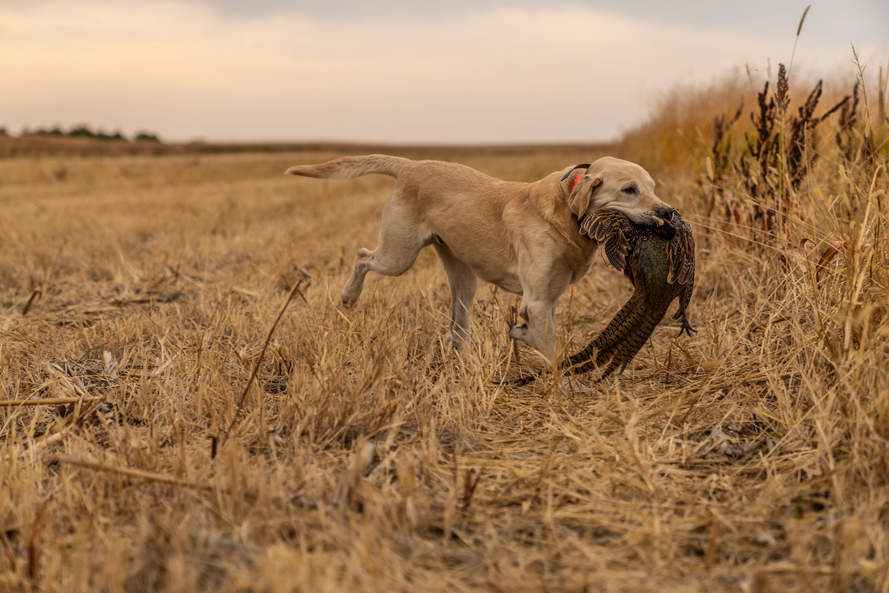 Tasty & Easy Pheasant Recipes for Hunters
