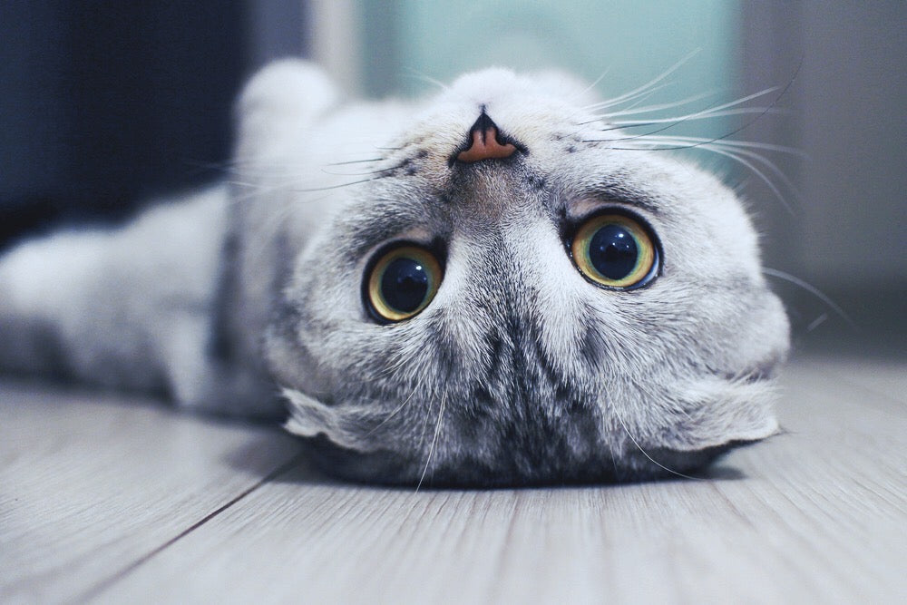 10 Fun Facts About Cats