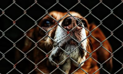 ASK EVOLVE: HOW CAN I HELP MY LOCAL ANIMAL RESCUE?