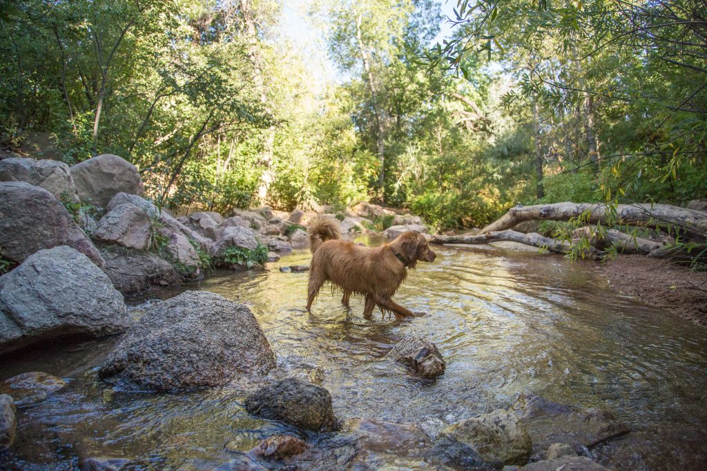The Best Dog Parks to Visit This Summer in the U.S.
