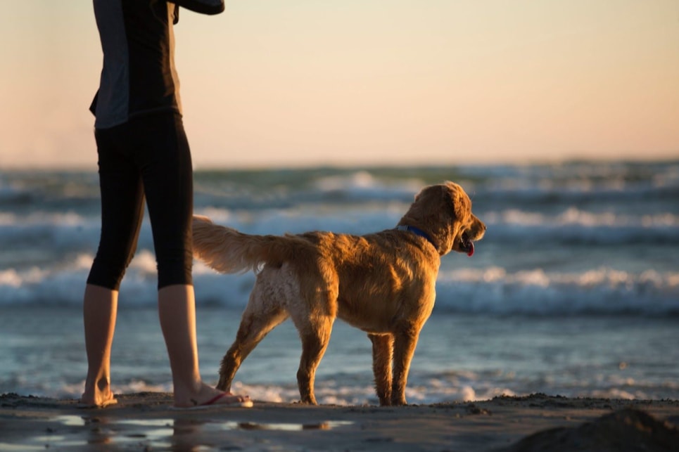 6 REASONS TO TAKE YOUR DOG ON VACATION