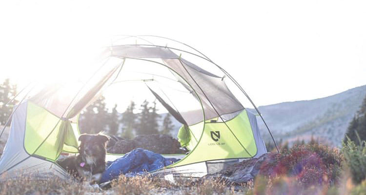 Summer Camping with Your Dog 101
