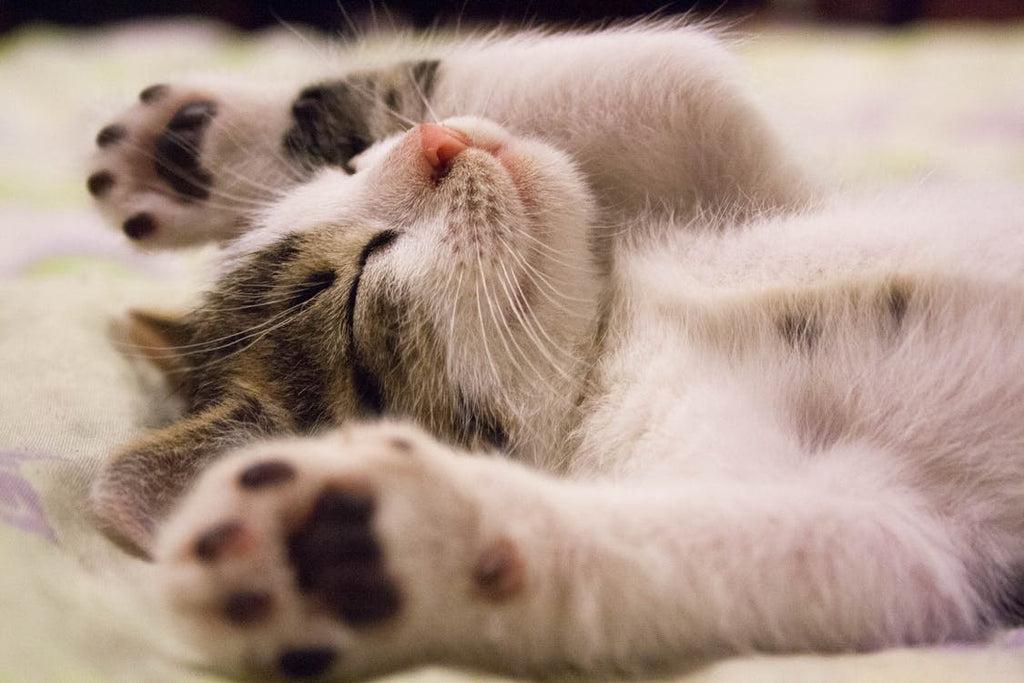 10 REASONS WHY PEOPLE LIKE CATS MORE THAN DOGS