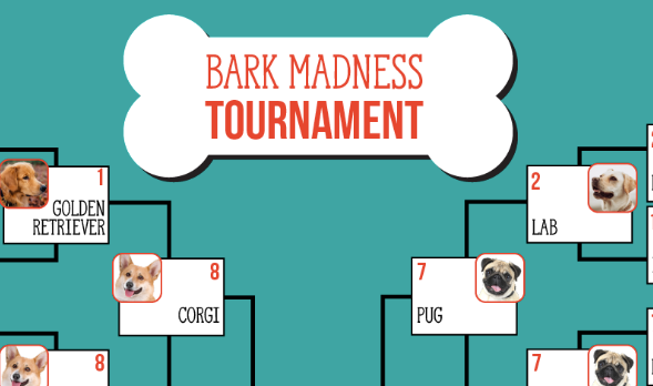 BARK MADNESS FINAL FOUR RECAP AND CHAMPIONSHIP PREVIEW