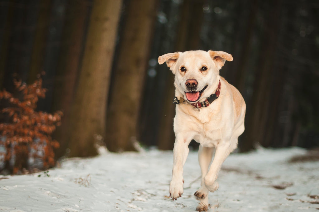 dog running on a snow trail