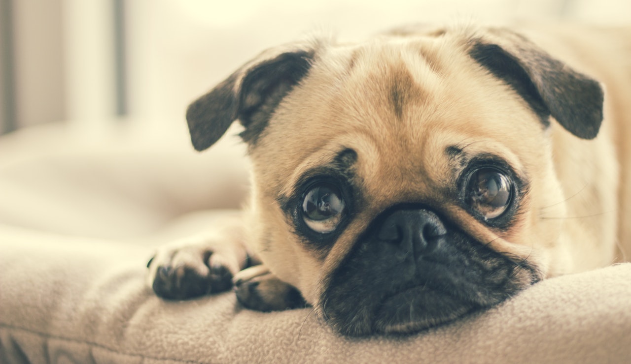 MY DOG IS SCARED OF FIREWORKS, WHAT SHOULD I DO?