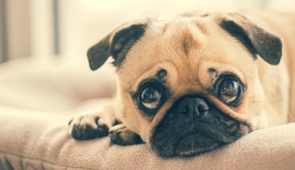 MY DOG IS SCARED OF FIREWORKS, WHAT SHOULD I DO?