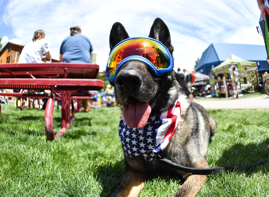 Dog Friendly Festivals and Events: Southeast Edition