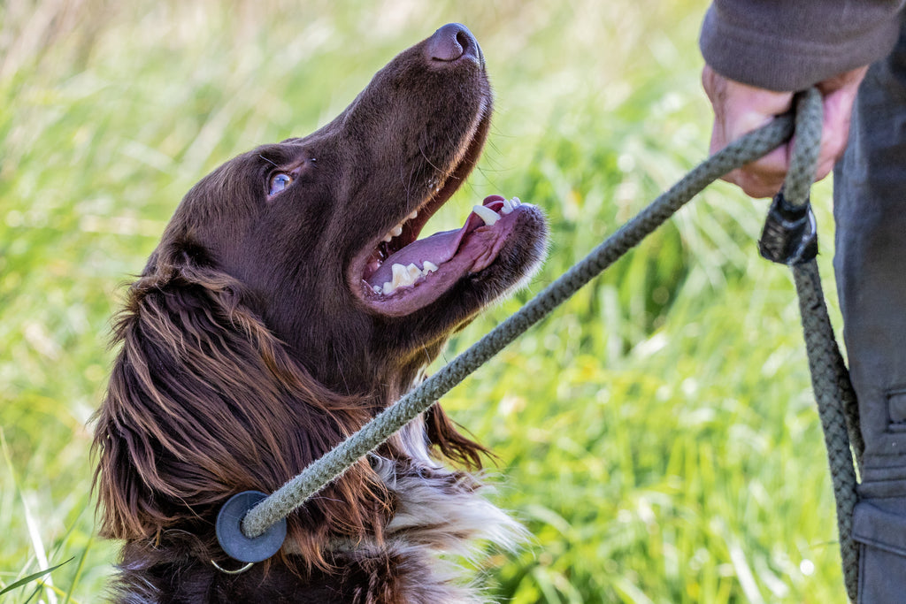 Pro Tips: Preventing Leash Pulling