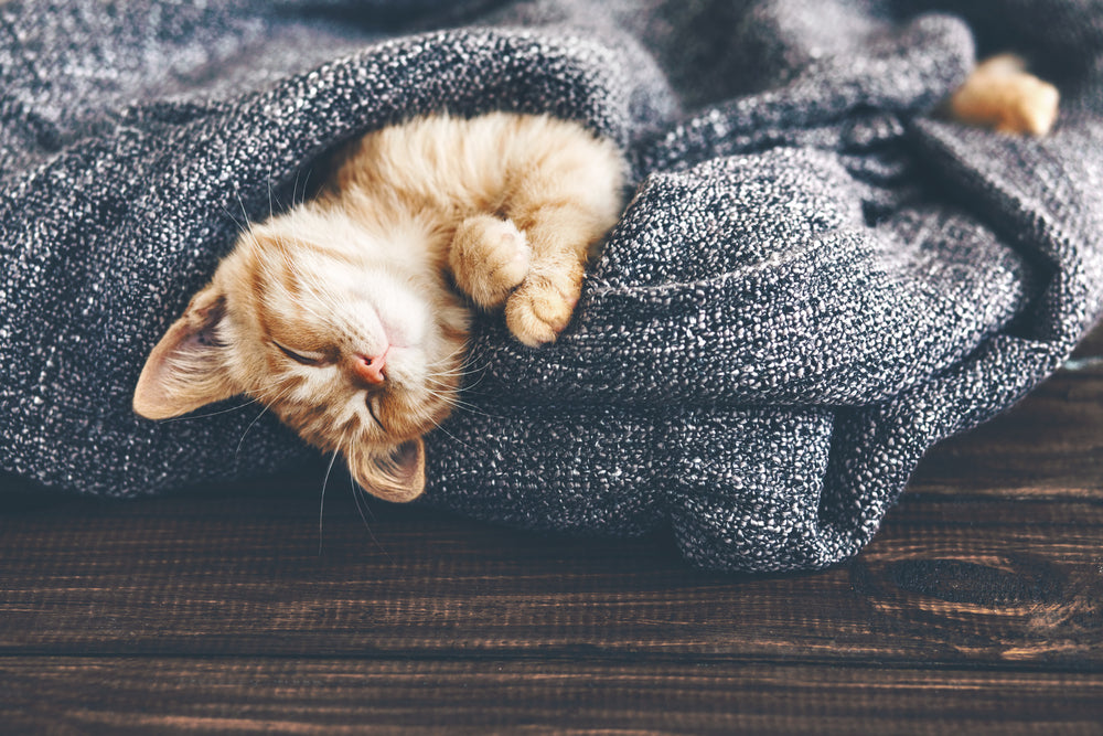 Bringing Home a New Kitten? Here’s What to Expect