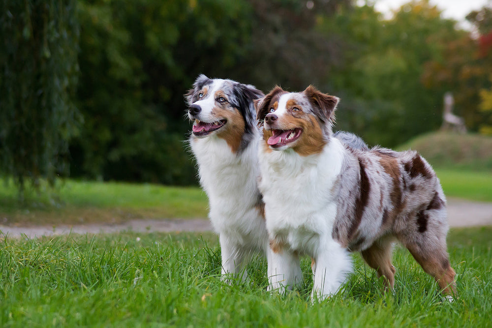 5 Dog Breeds to Consider for your Active Lifestyle