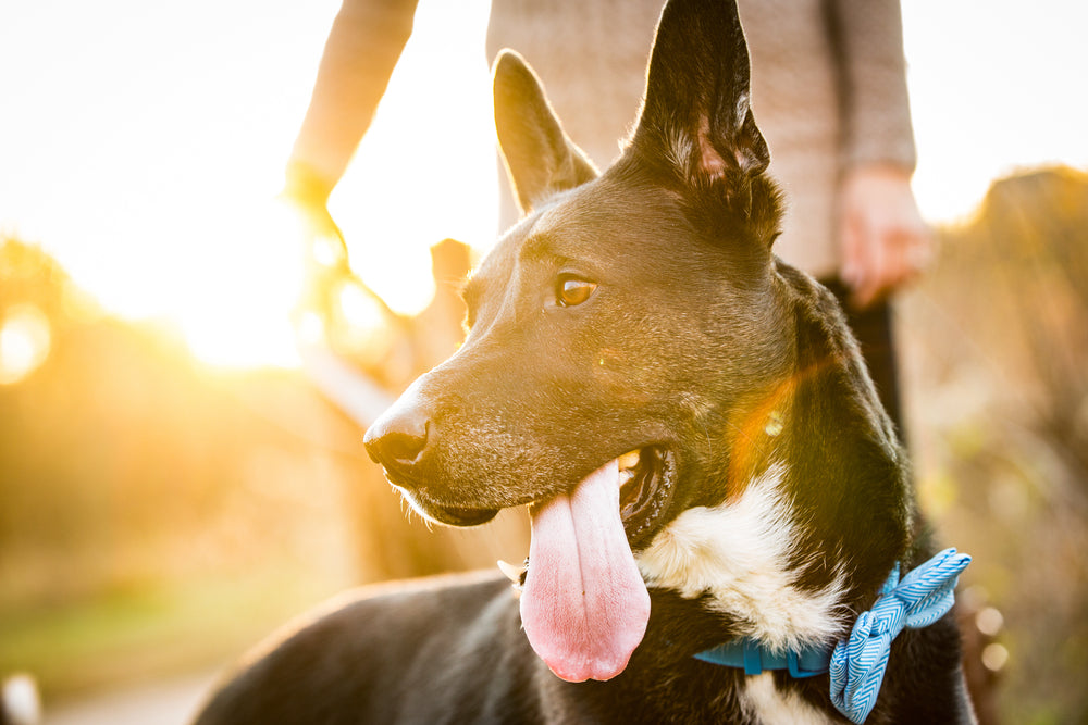 New Year's Resolutions Your Four-Legged Friend Can Make for a Healthier & Happier 2020