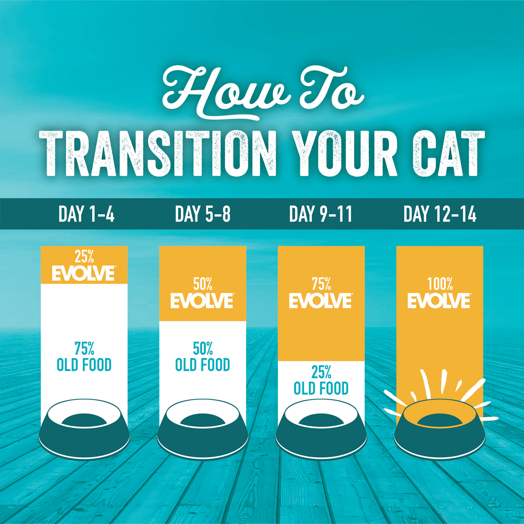 How to transition your cat