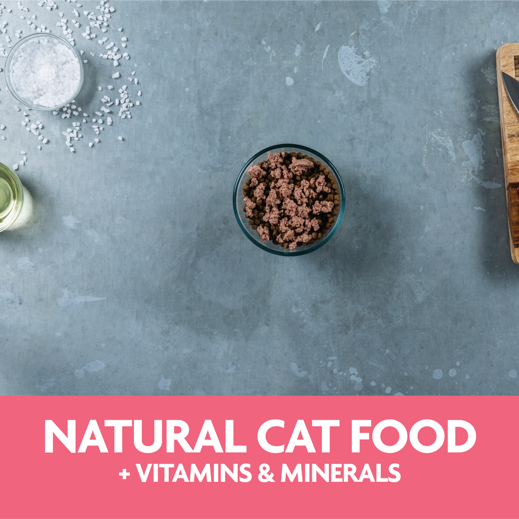 Triumph Meals of Victory Salmon Recipe Wet Cat Food | 3.5 oz - 15 pk